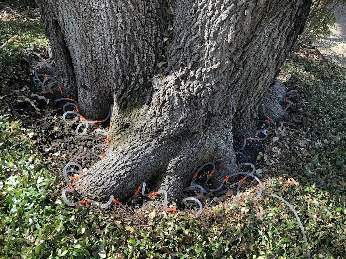 Detailed Tree Cabling and Bracing job site in North Platte