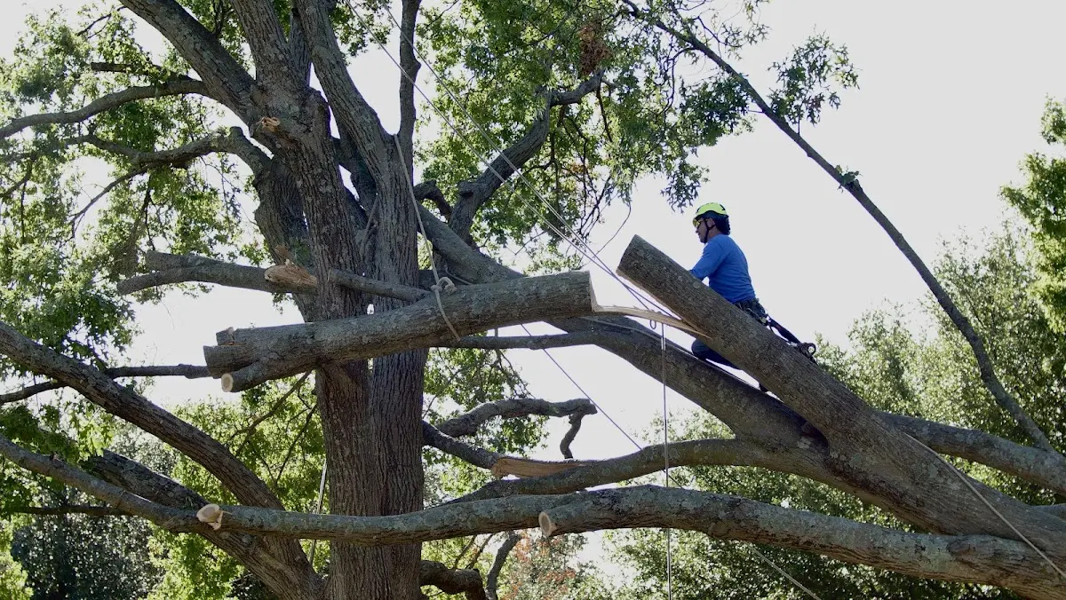 Professional Crown Thinning performed by certified arborists in North Platte